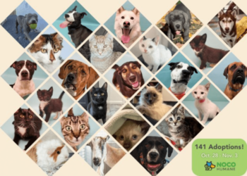 Create social media adoption success posts for the local animal shelter, NOCO Humane.